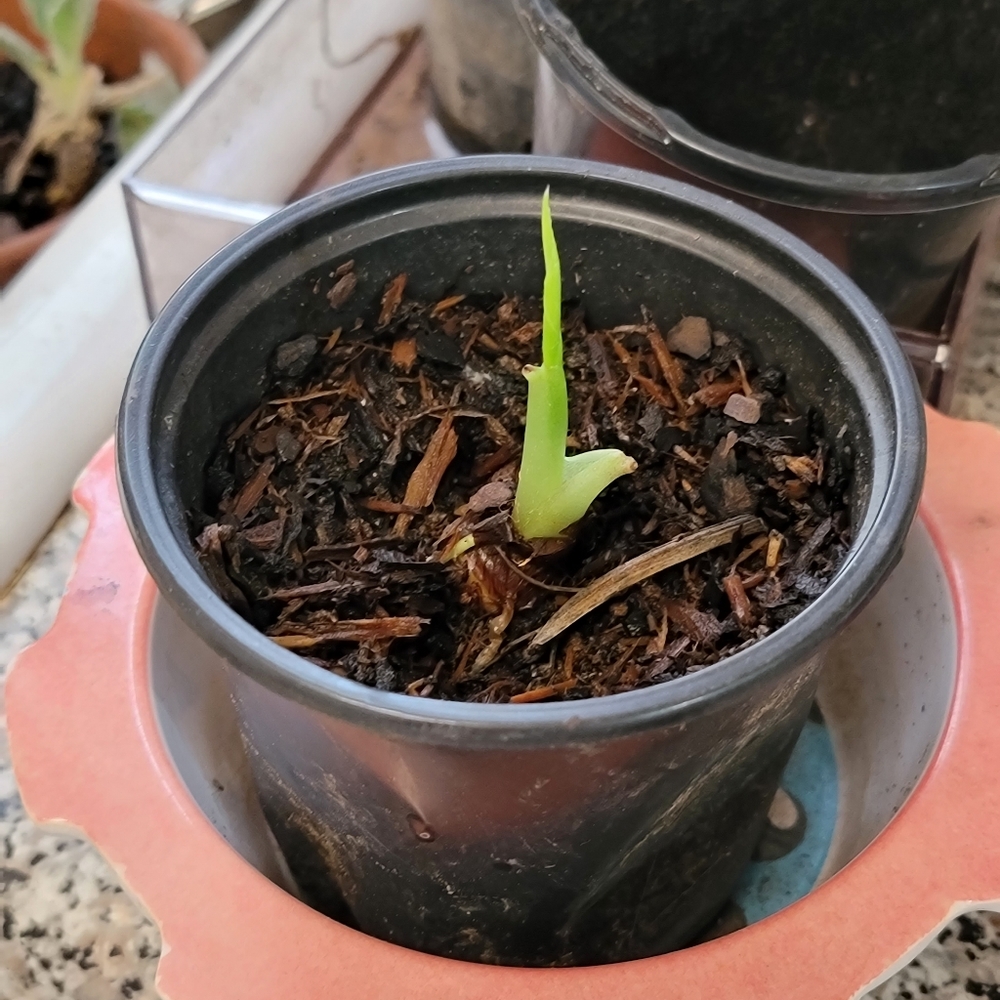 Pineapple Plant - Picture 3 of 3
